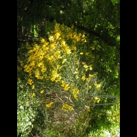 Spartium junceum (fam Papilionacees) (rg Mediterraneenne) (2)